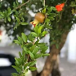 Il Melograno Chic&nature Bed & Breakfast Santa Maria La Carita