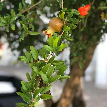 Il Melograno Chic&nature Couette-café Santa Maria La Carità