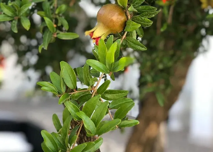 Il Melograno Chic&nature Bed & Breakfast Santa Maria La Carita